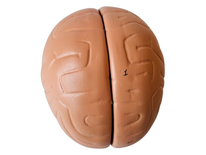 Human Brain Big (MGE-1864)