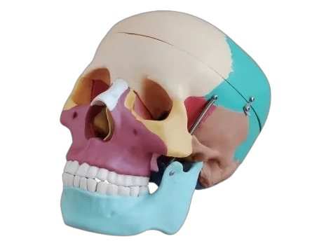 Human Skull (MGE-1865)