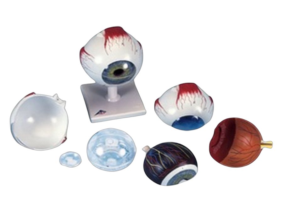 Human Eye Ball (MGE-1866)