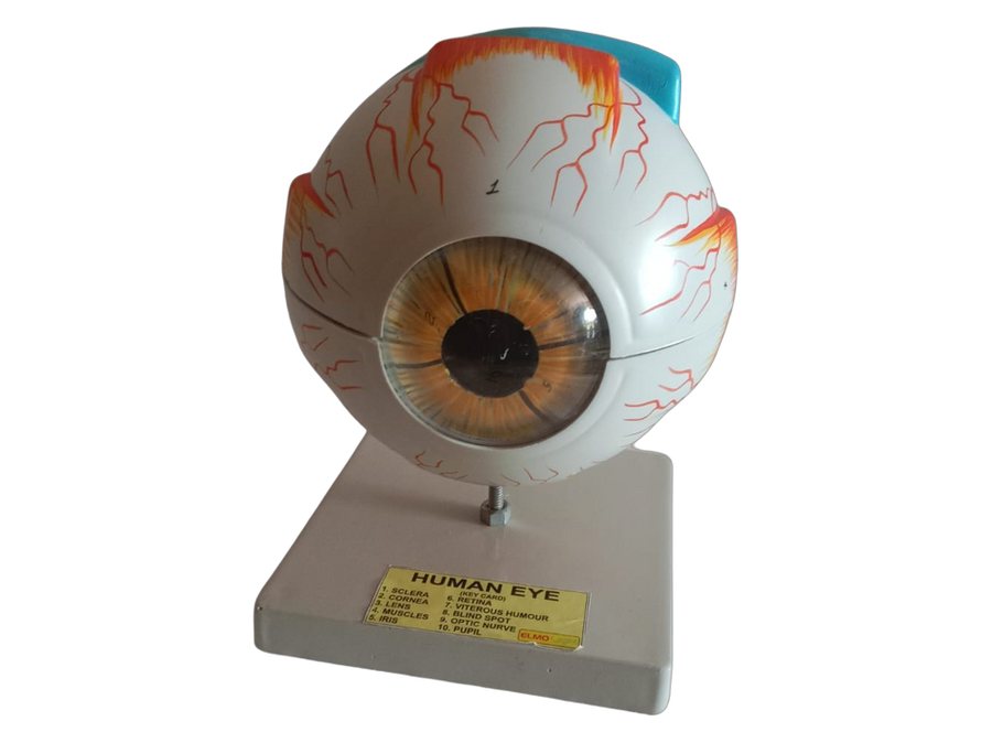Human Eye (MGE-1867)