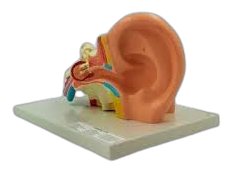 Human Ear (MGE-1869)