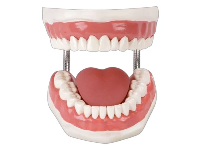 Human Teeth (MGE-1871)