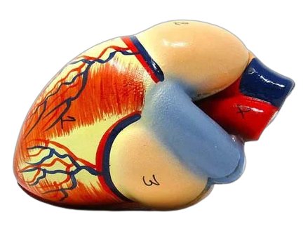 Human Heart Small (MGE-1875)