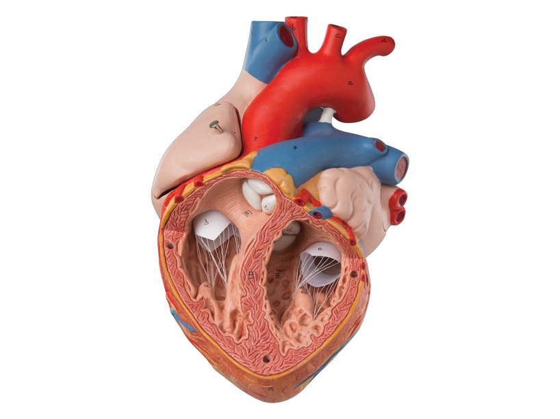 Human Heart Big (MGE-1876)