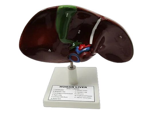 Human Kidney Small (MGE-1880)