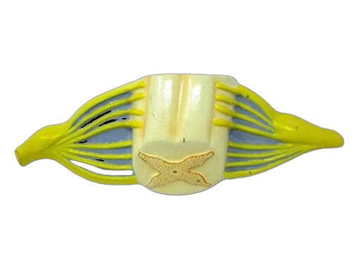 Spinal Cord (MGE-1882)