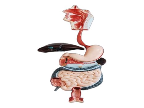Human Digestive System (MGE-1883)
