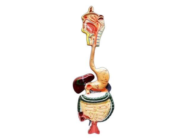Human Digestive System Big (MGE-1884)