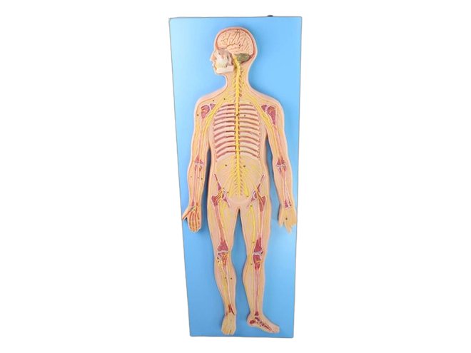 Human Nervous System (MGE-1885)