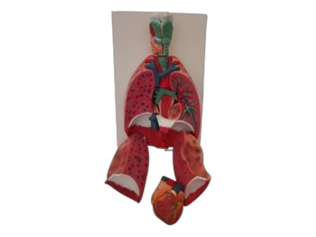 Human Respiratory System (MGE-1887)