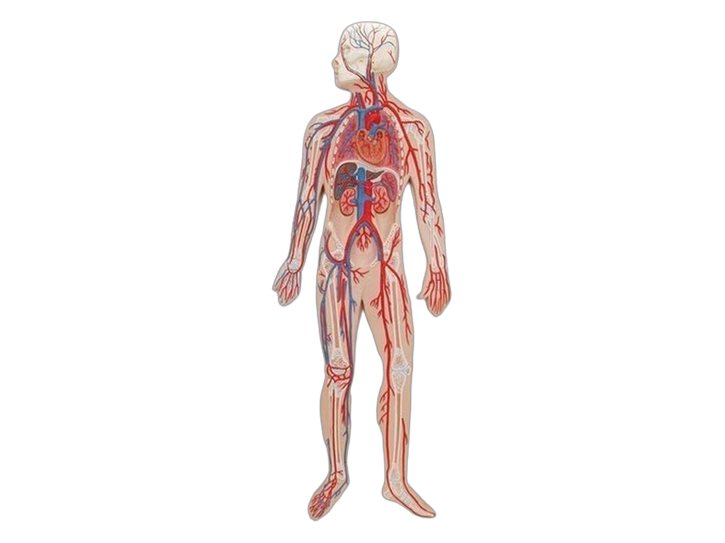 Human Circulatory System (MGE-1889)