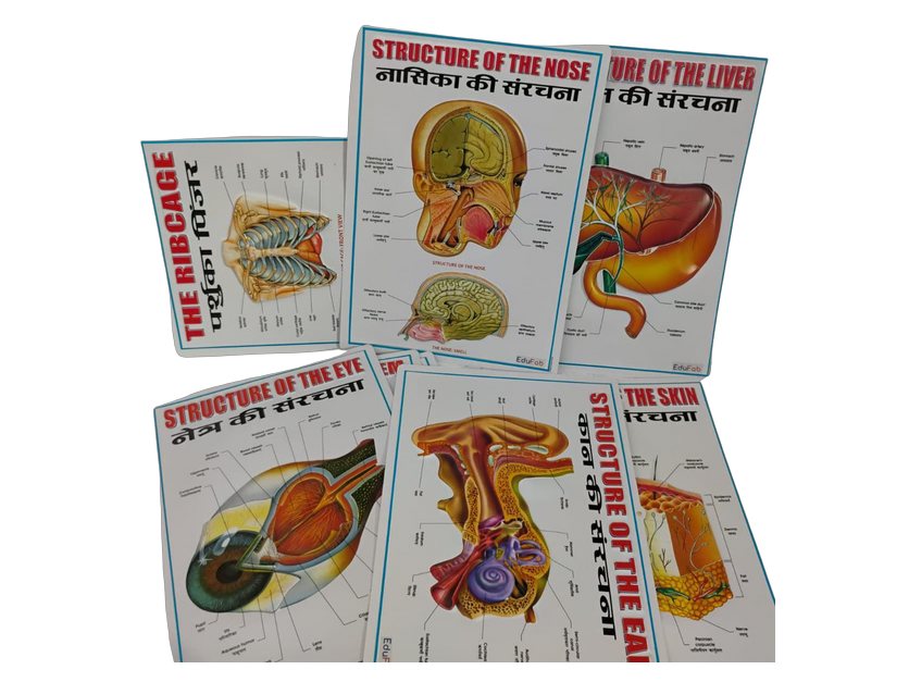 Human Body Related Charts (MGE-1899)