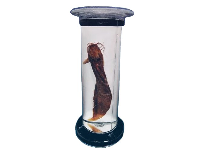 Specimen in Jar (MGE-1901)