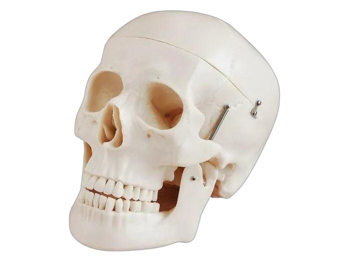 Skull Model (MGE-1902)