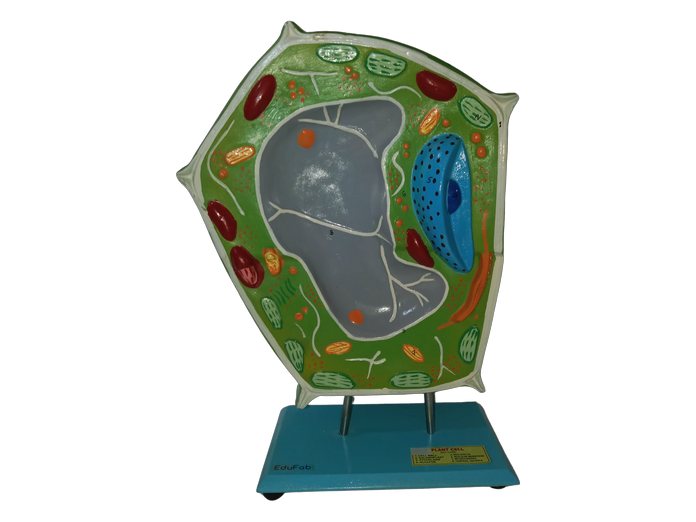 Plant Cell (MGE-1905)