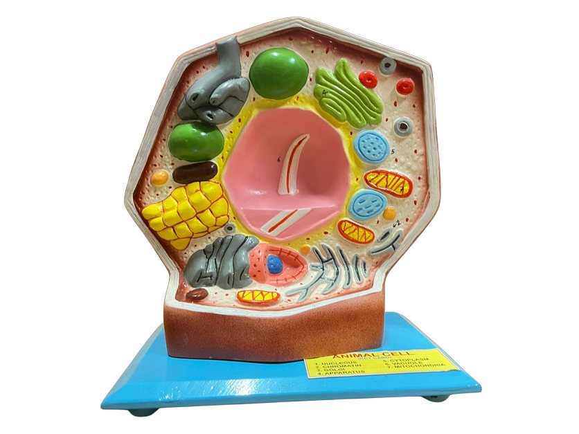 Animal Cell (MGE-1906)