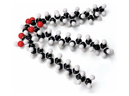 Molecular Model Set - Fat (Glyceryl Tristearate) (C H O ) (MGE-2105)