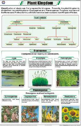 Plant Kingdom Chart (MGE-2211)