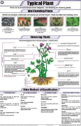 Typical Plant Chart (MGE-2212)