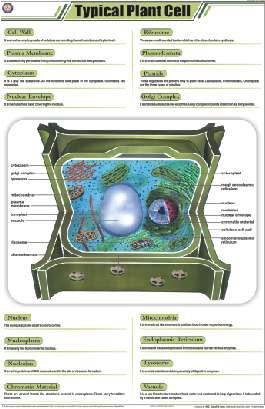 Typical Plant Cell Chart (MGE-2213)