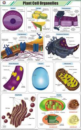 Plant Cell Organelles Chart (MGE-2214)