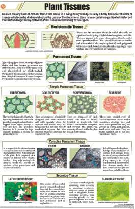 Plant Tissues Chart (MGE-2215)