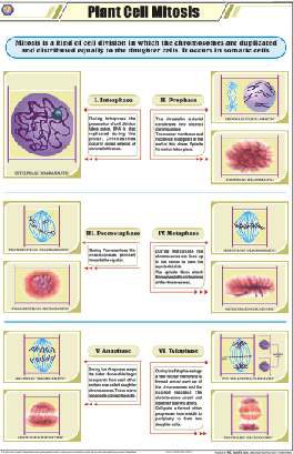 Plant Cell Mitosis Chart (MGE-2216)
