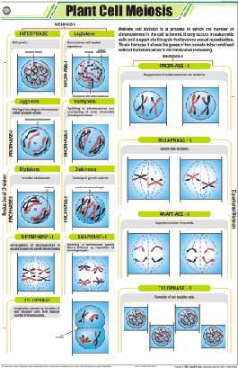 Plant Cell Meiosis Chart (MGE-2217)
