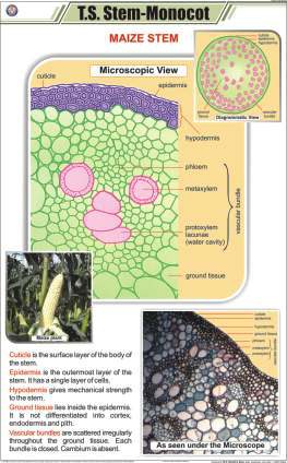 T.S. Stem-Monocot Chart (MGE-2218)