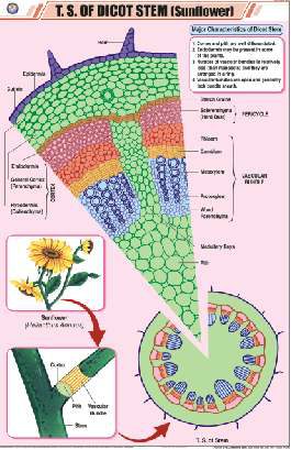 T.S. of Dicot Stem (Sunflower) Chart (MGE-2219)