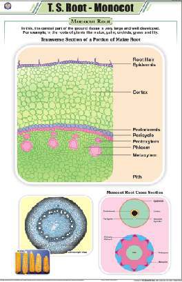 T. S. Root - Monocot Chart (MGE-2220)