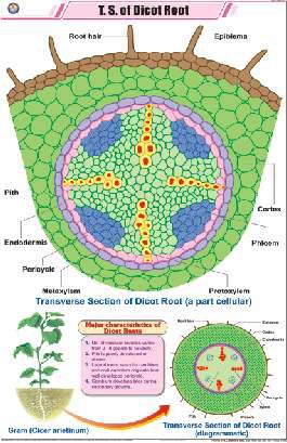 T. S. of Dicot Root Chart (MGE-2221)