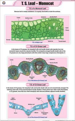T. S. Leaf - Monocot Chart (MGE-2222)