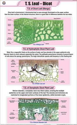 T. S. Leaf - Dicot Chart (MGE-2223)