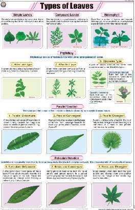 Types of Leaves Chart (MGE-2224)