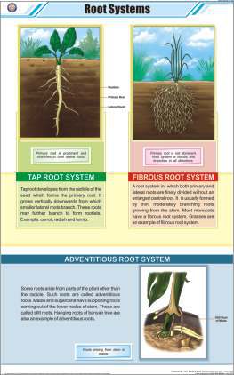 Root Systems Chart (MGE-2225)