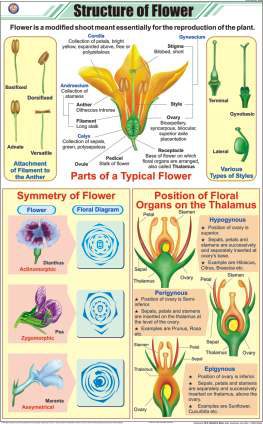 Structure of Flower Chart (MGE-2226)