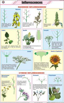 Inflorescences Chart (MGE-2228)