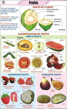 Fruits Chart (MGE-2229)