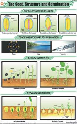 The Seed : Structure and Germination Chart (MGE-2230)