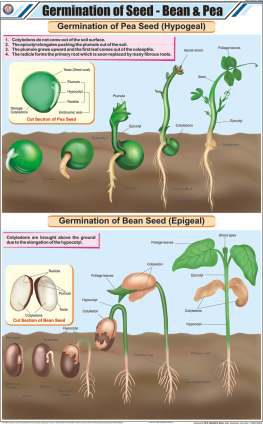 Germination of Seed - Bean & Pea Chart (MGE-2231)