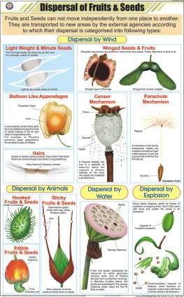 Dispersal of Fruits & Seeds Chart (MGE-2232)