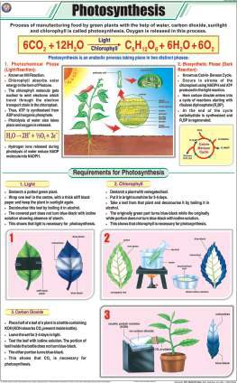 Photosynthesis Chart (MGE-2233)