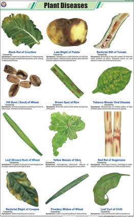 Plant Diseases Chart (MGE-2234)