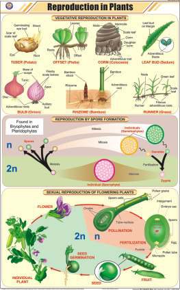 Reproduction in Plants Chart (MGE-2235)