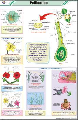 Pollination Chart (MGE-2236)