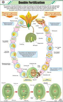 Double Fertilization Chart (MGE-2237)