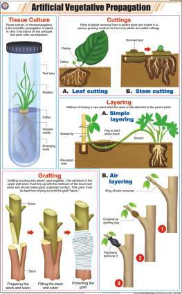 Artificial Vegetative Propagation Chart (MGE-2238)