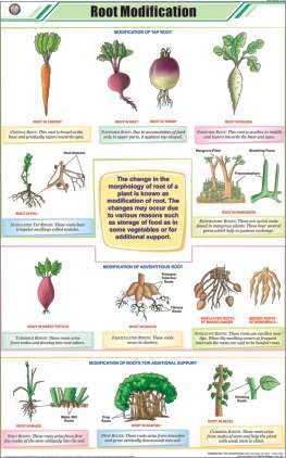 Root Modification Chart (MGE-2240)