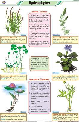 Hydrophytes Chart (MGE-2241)